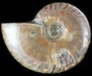 Flashy Red Iridescent Ammonite - Wide #45771-1